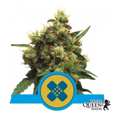 Painkiller XL CBD de Royal Queen Seeds - GB The Green Brand