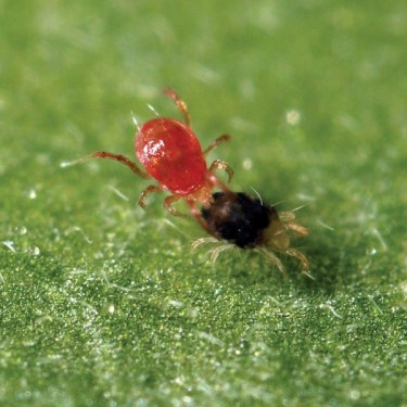 Fisioterapia Permisilis removendo aranha