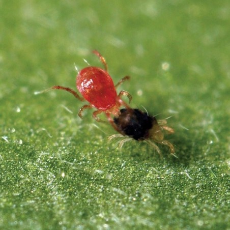 Phytoseiulus Permisilis eliminando araña Phytoseiulus Permisilis eliminando araña
