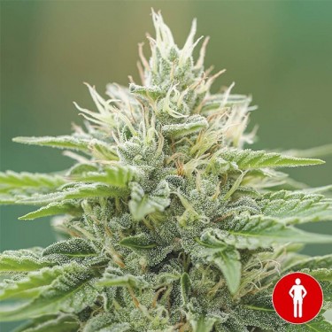 Eboshi CBG Medical Seeds