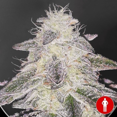 Medical Runntz Medical Runntz