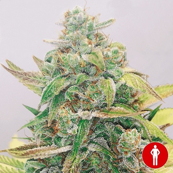 Strawberry Cake CBD
