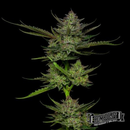 Sour Apple Auto de Humboldt Seed - GB The Green Brand Sour Apple Auto de Humboldt Seed - GB The Green Brand