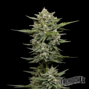 Vanilla Latte Auto de Humboldt Seed - GB The Green Brand