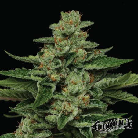 Fortune Cookie Humboldt Seeds Company Fortune Cookie Humboldt Seeds Company
