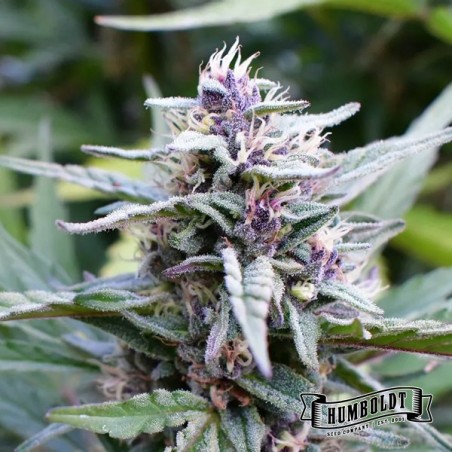 Hi-Biscus Humboldt Seeds Company Hi-Biscus Humboldt Seeds Company