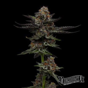 Vanilla Créme Pie Humboldt Seeds Company
