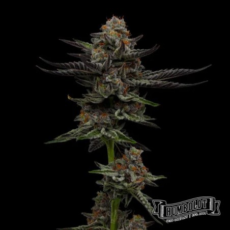 Vanilla Créme Pie Humboldt Seeds Company Vanilla Créme Pie Humboldt Seeds Company