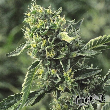 OG Kush Humboldt Seeds Company OG Kush Humboldt Seeds Company