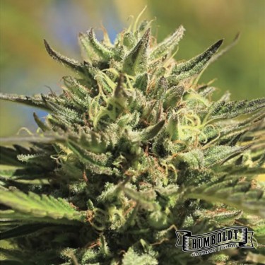 OG Kush Auto de Humboldt Seed - GB The Green Brand
