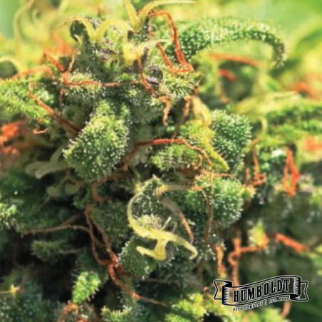 Pineapple Upside Down Cake Humboldt Seeds Company Pineapple Upside Down Cake Humboldt Seeds Company