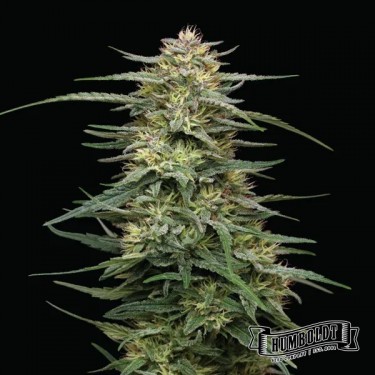 Raspberry Parfait Humboldt Seeds Company