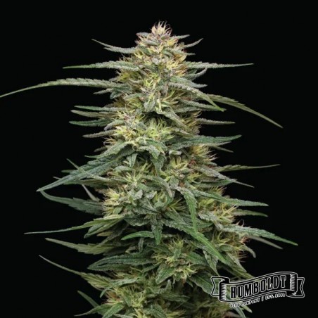 Raspberry Parfait Humboldt Seeds Company Raspberry Parfait Humboldt Seeds Company