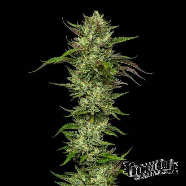 Slightly Stoopid Collie Man Kush Humboldt Seeds Company