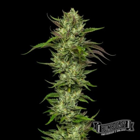 Slightly Stoopid Collie Man Kush Humboldt Seeds Company Slightly Stoopid Collie Man Kush Humboldt Seeds Company