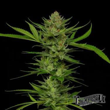 Slightly Stoopid Fruits Humboldt Seeds Company