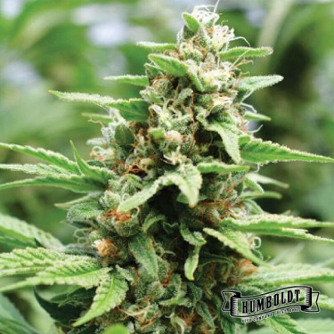 Apricot Papaya Humboldt Seeds Company