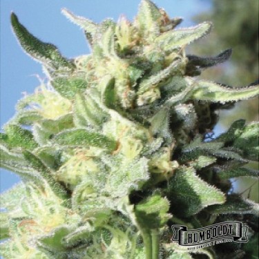 Banana Mango Humboldt Seeds Company