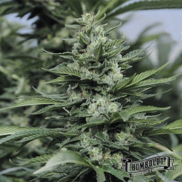 California Sour Diesel Humboldt Seeds Company