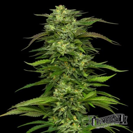 Dream Queen Humboldt Seeds Company Dream Queen Humboldt Seeds Company