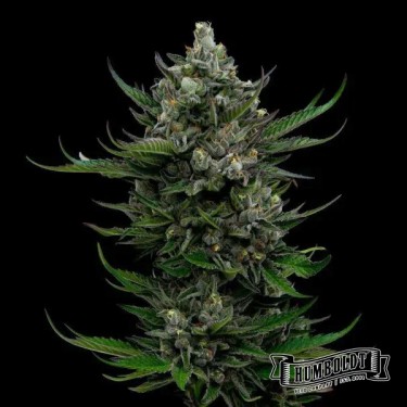 All Gas OG Humboldt Seeds Company