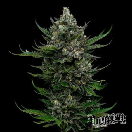 All Gas OG Humboldt Seeds Company All Gas OG Humboldt Seeds Company