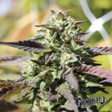 Chunkadelic Auto de Humboldt Seed - GB The Green Brand