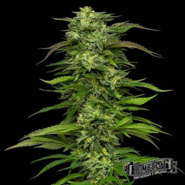 Dream Queen Auto de Humboldt Seed  - GB The Green Brand