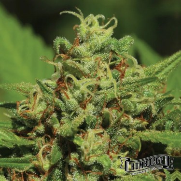 Emerald Fire OG Auto de Humboldt Seed  - GB The Green Brand