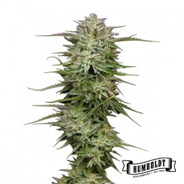 Pound Town Auto de Humboldt Seed - GB The Green Brand