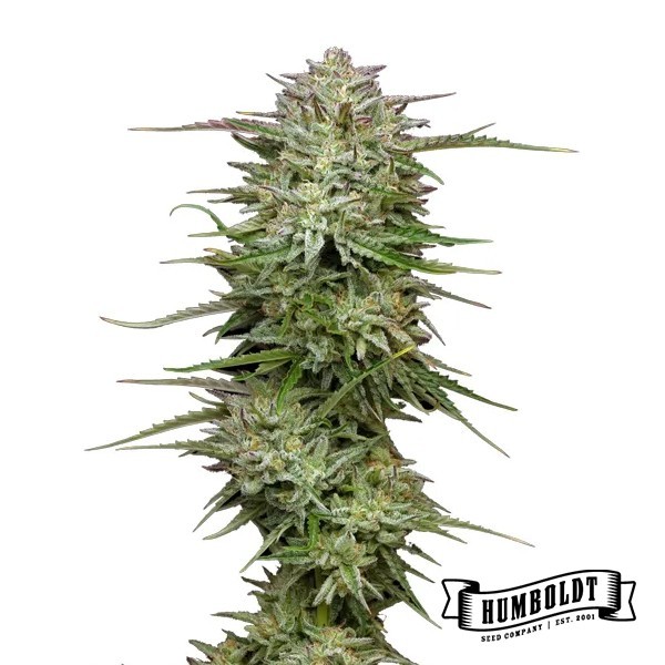 Pound Town Auto de Humboldt Seed - GB The Green Brand