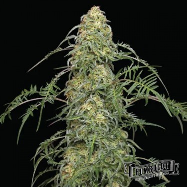 Freakshow Humboldt Seeds Company