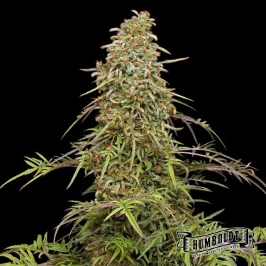 SupaFreak Humboldt Seeds Company