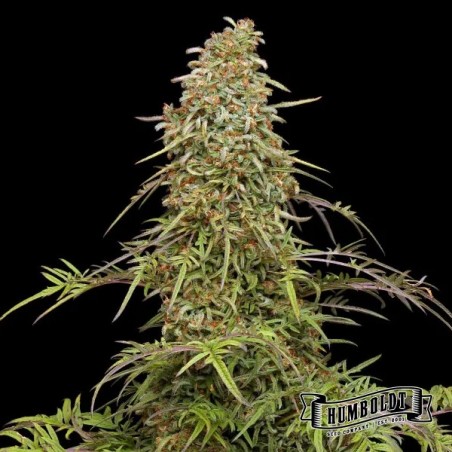 SupaFreak Humboldt Seeds Company SupaFreak Humboldt Seeds Company