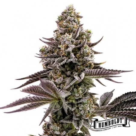 Blueberry Cupcake Humboldt Sementes Empresa Blueberry Cupcake Humboldt Sementes Empresa