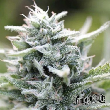 Magic Melon Humboldt Seeds Company