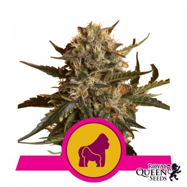 Mother Gorilla