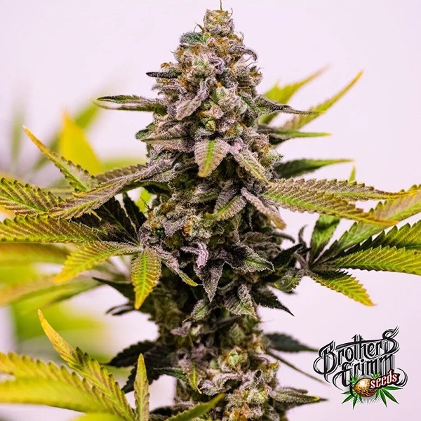 Cinderella 99 Plante de cannabis