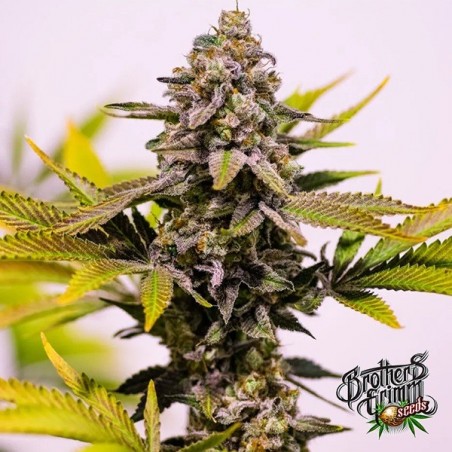 Cinderella 99 Plante de cannabis Cinderella 99 Plante de cannabis