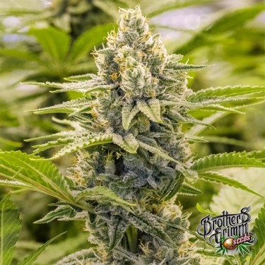 Princess Haze Regular