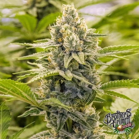 Princesa Haze Regular Princesa Haze Regular