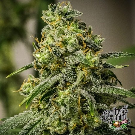 Rosetta Stone Regular de Brothers Grimm - GrowBarato Rosetta Stone Regular de Brothers Grimm - GrowBarato