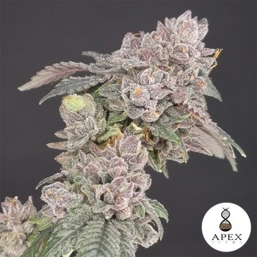 Biscotti Apex Seeds