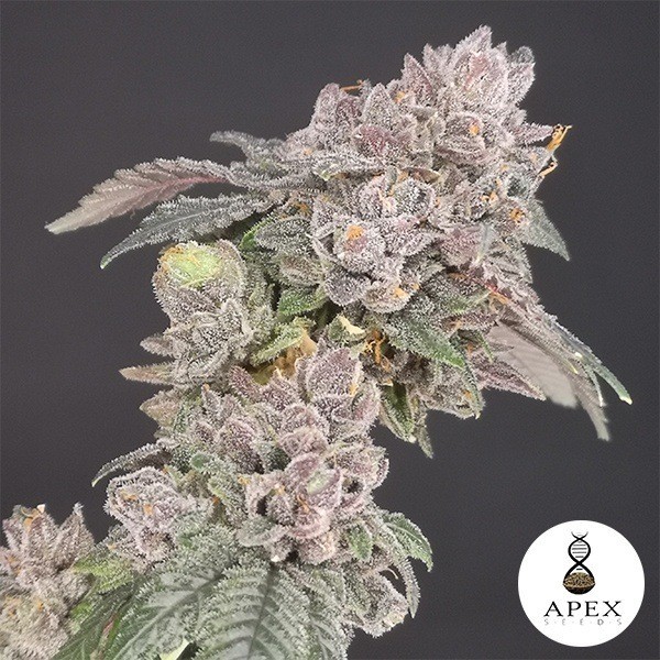 Biscotti di Apex Seeds semi femminizzati