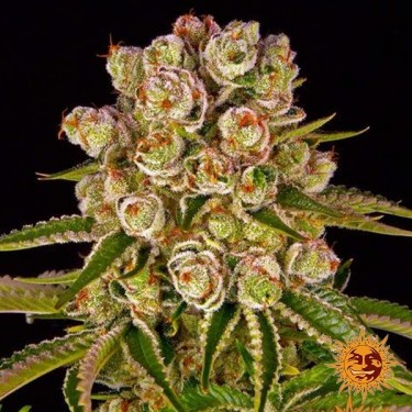Kush Mintz Barney's Farm