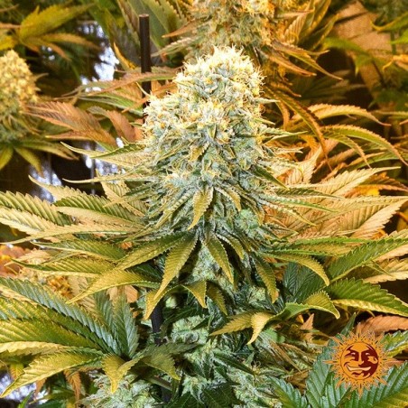 Semi Banana Punch di Barney's Farm- GB The Green Brand Semi Banana Punch di Barney's Farm- GB The Green Brand