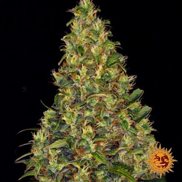 Amnesia Haze Auto Banrey's Farm