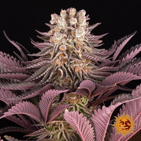 Mimosa x Orange Punch Barney's Farm Mimosa x Orange Punch Barney's Farm