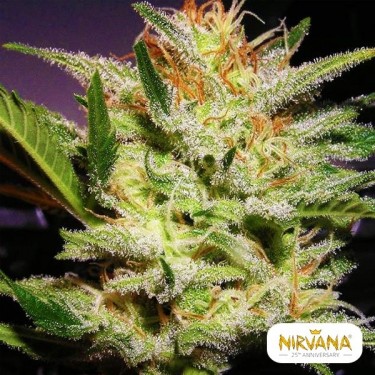 Semillas Amnesia Auto de Nirvana- GB The Green Brand