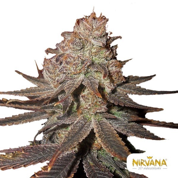 Blueberry Auto Nirvana Seeds